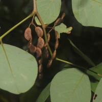 Dendrolobium umbellatum (L.) Benth.